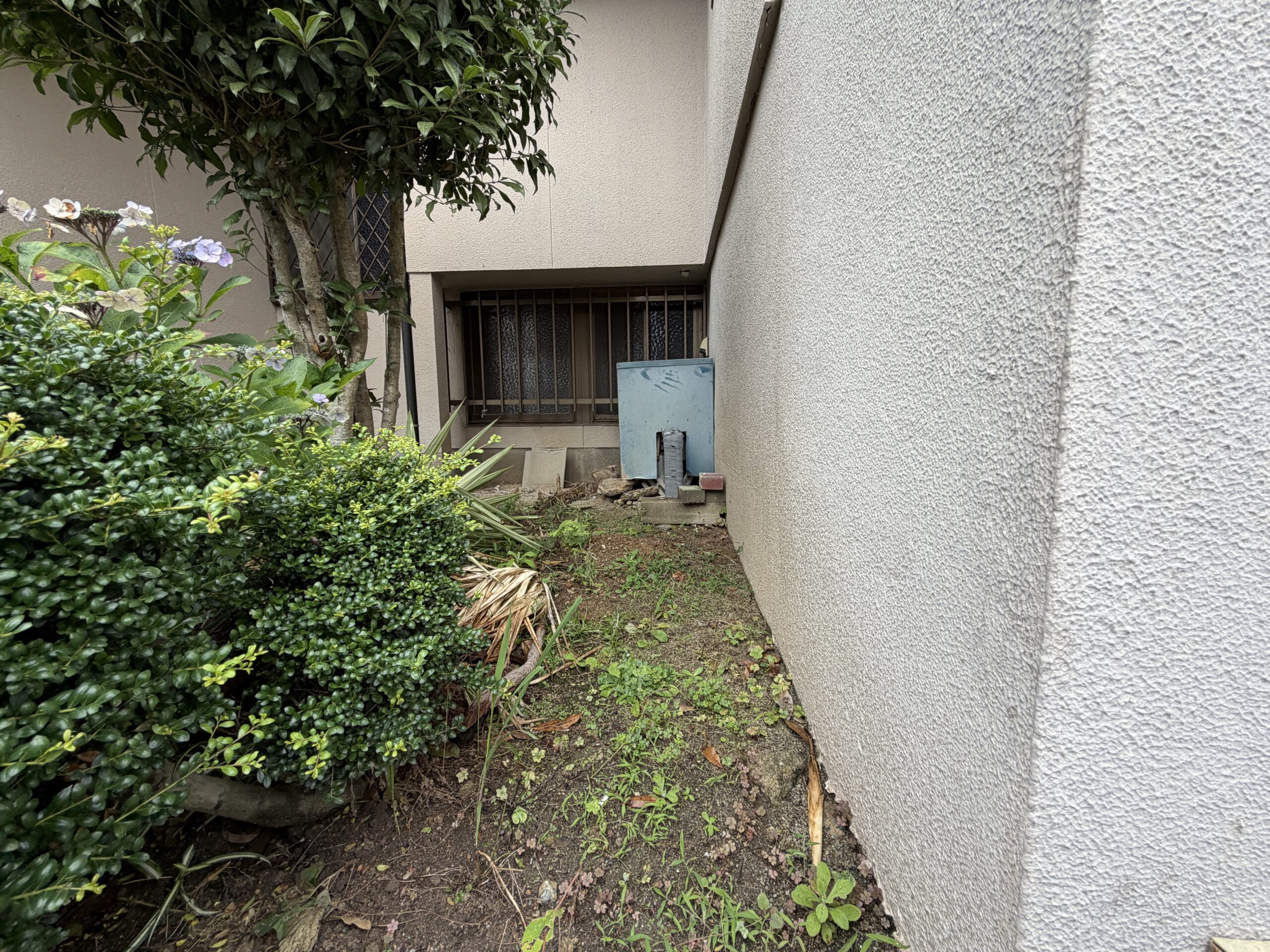 梅雨時、建物の脇で咲く紫陽花