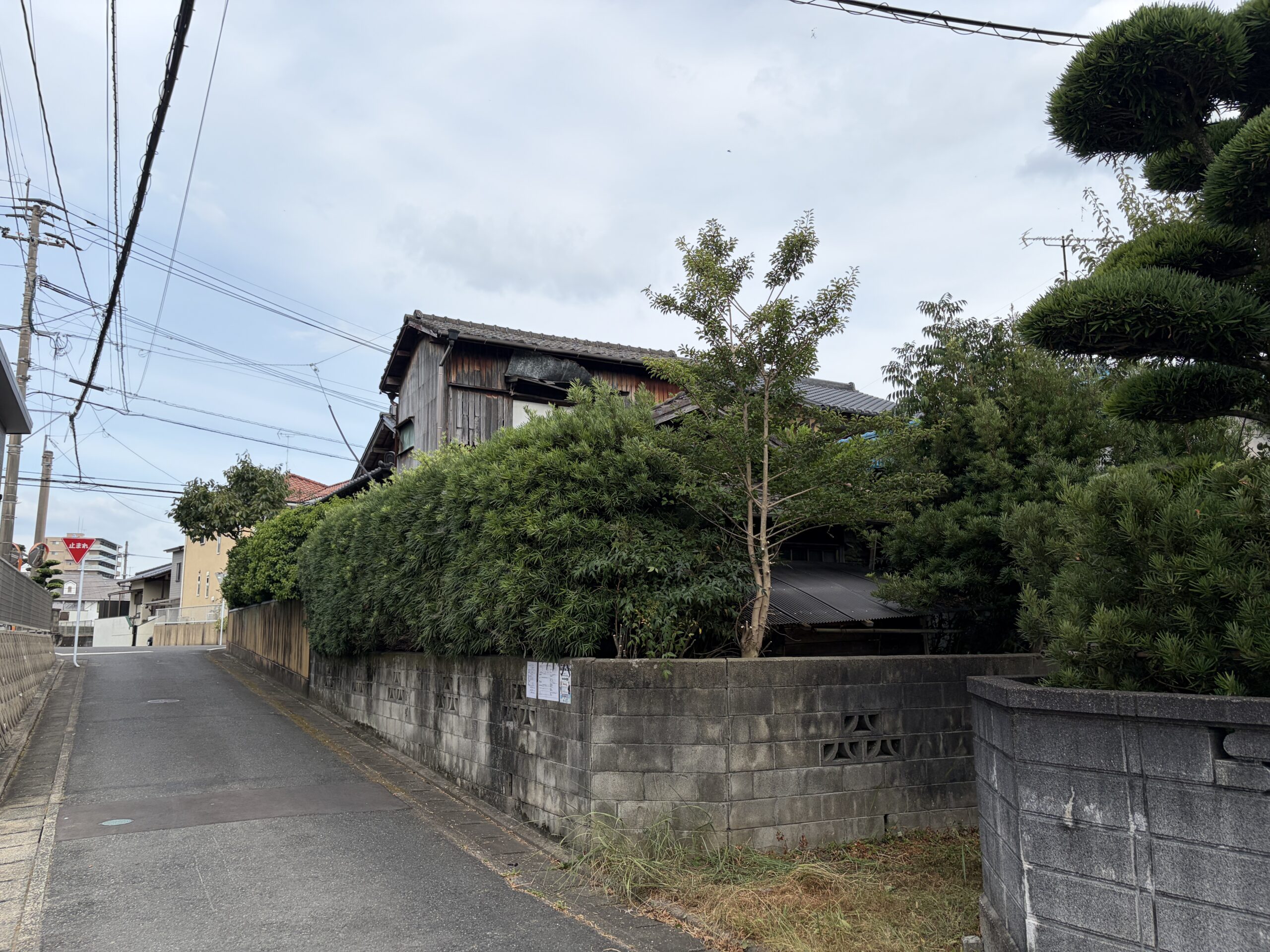 生垣に囲まれた前面道路、奥に母屋の瓦屋根が見える